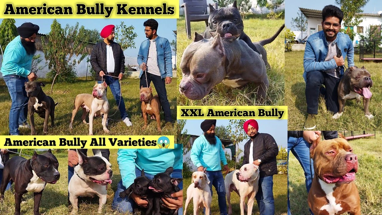American Bully XXL | Exotic American Bully Kennels | American Bully Farm | Singh Bulls Kennel