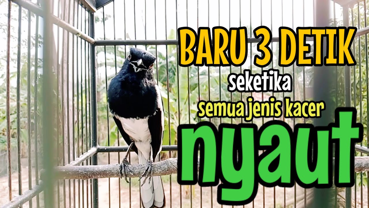SUARA BURUNG kacer gacor NGEPLONG TARUNG ini paling AMPUH buat PANCINGAN KACER agar EMOSI