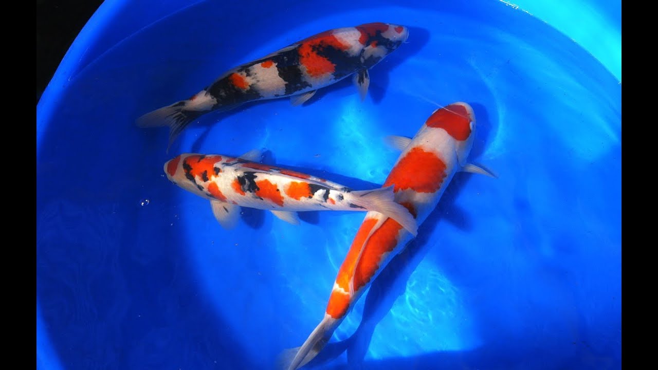 Koi Fish Selection 3 |  Jumbo Kohaku, Showa & Sanke Koi from Japan