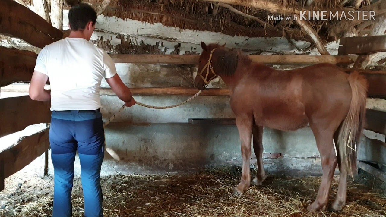 Ló gond, nem gond - 😱Fél év boxba zárva😱
