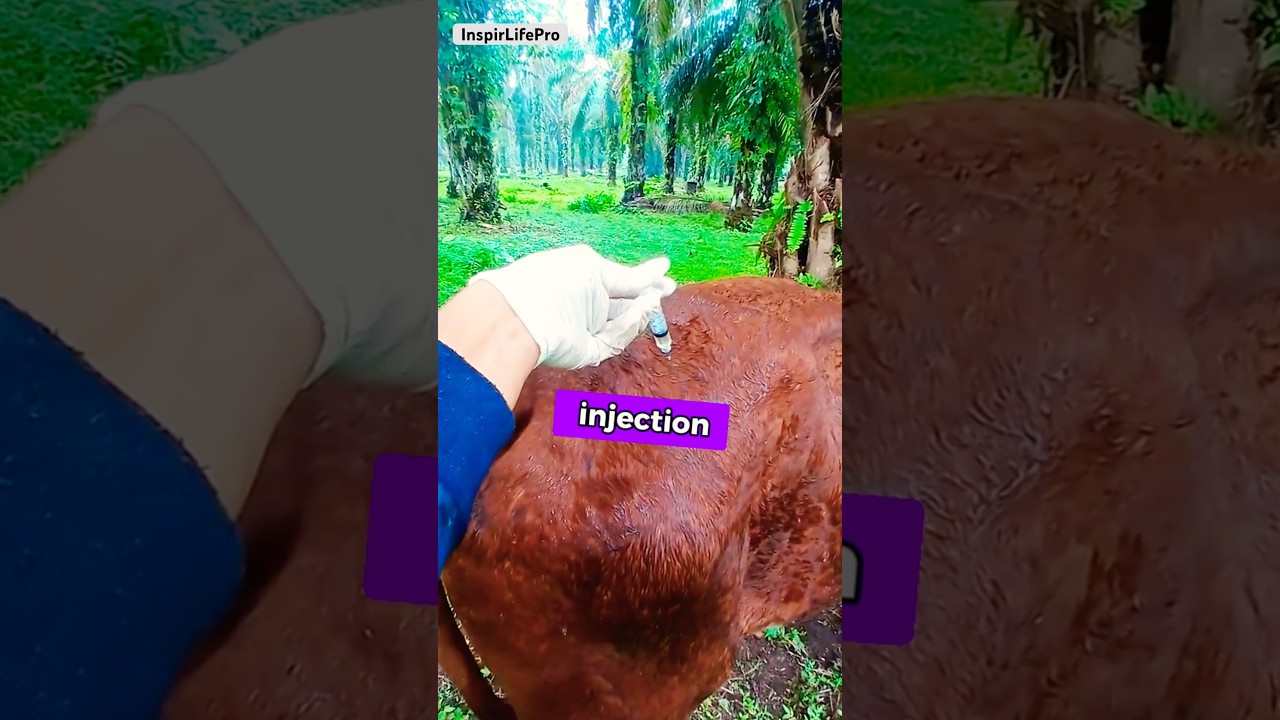Why Do We Tap a Cow's Back Before and After Vaccination? #cow #vaccination #animals #vaccine