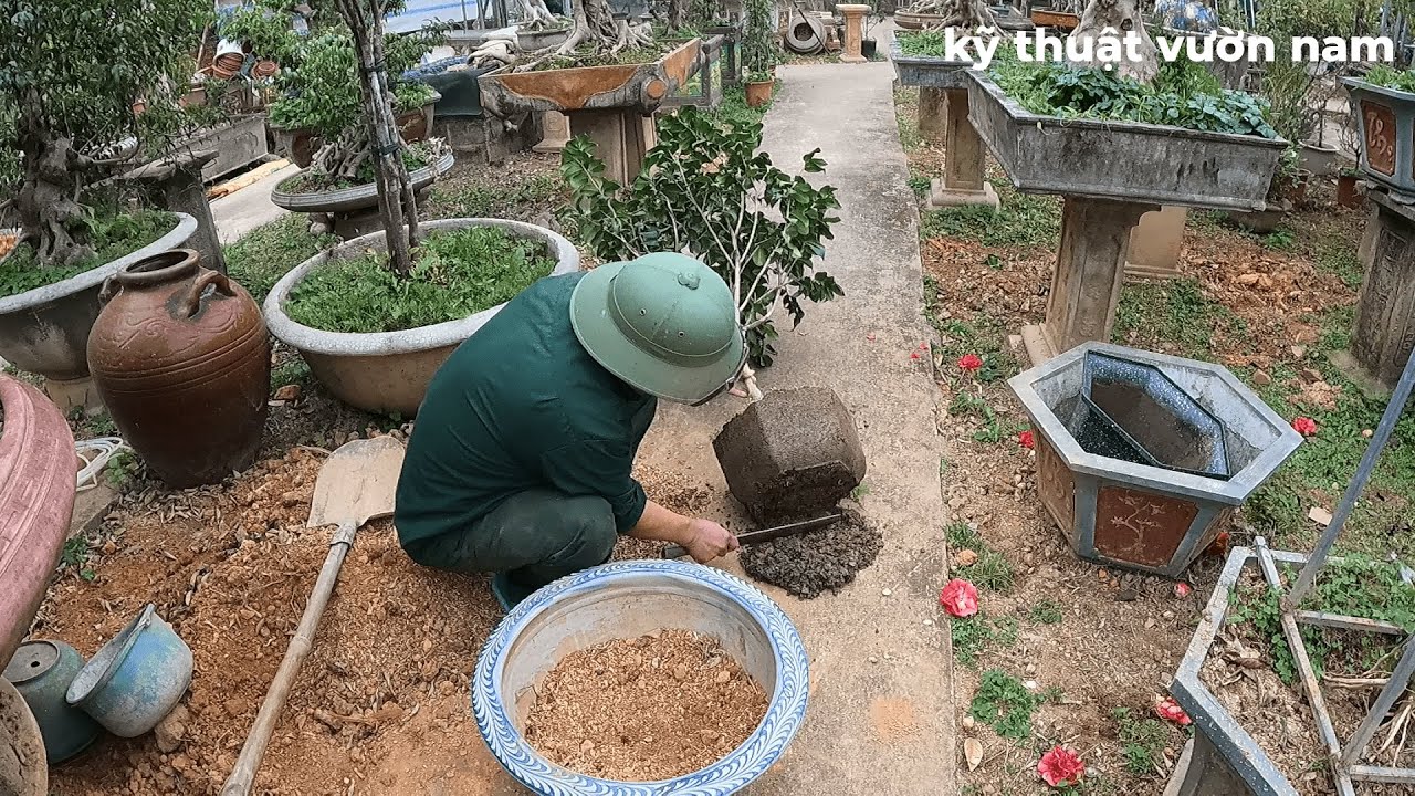 cách trồng lại hoa trà sau tết