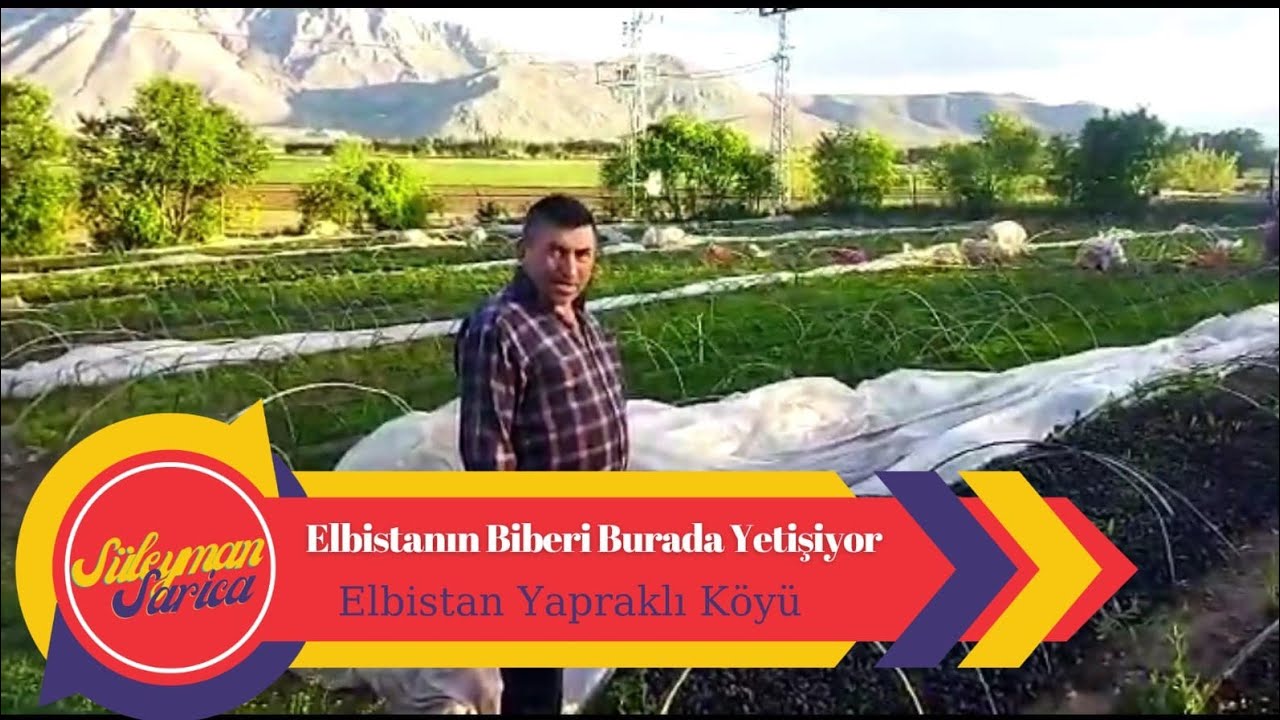 Elbistan'da Biber Yetiştiren Serayı Sizlere Tanıtıyoruz..
