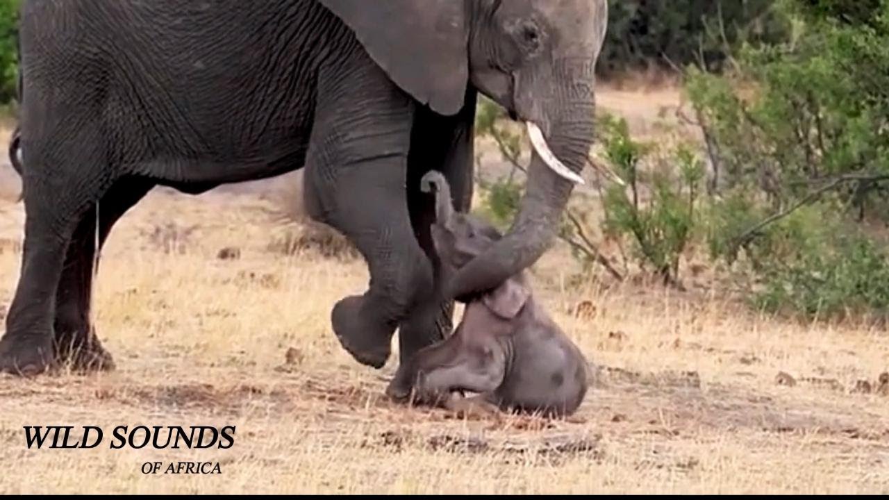 Top 5 Baby Elephant Struggles - Scream Rumble Sounds – Africa Wild Animal Sound