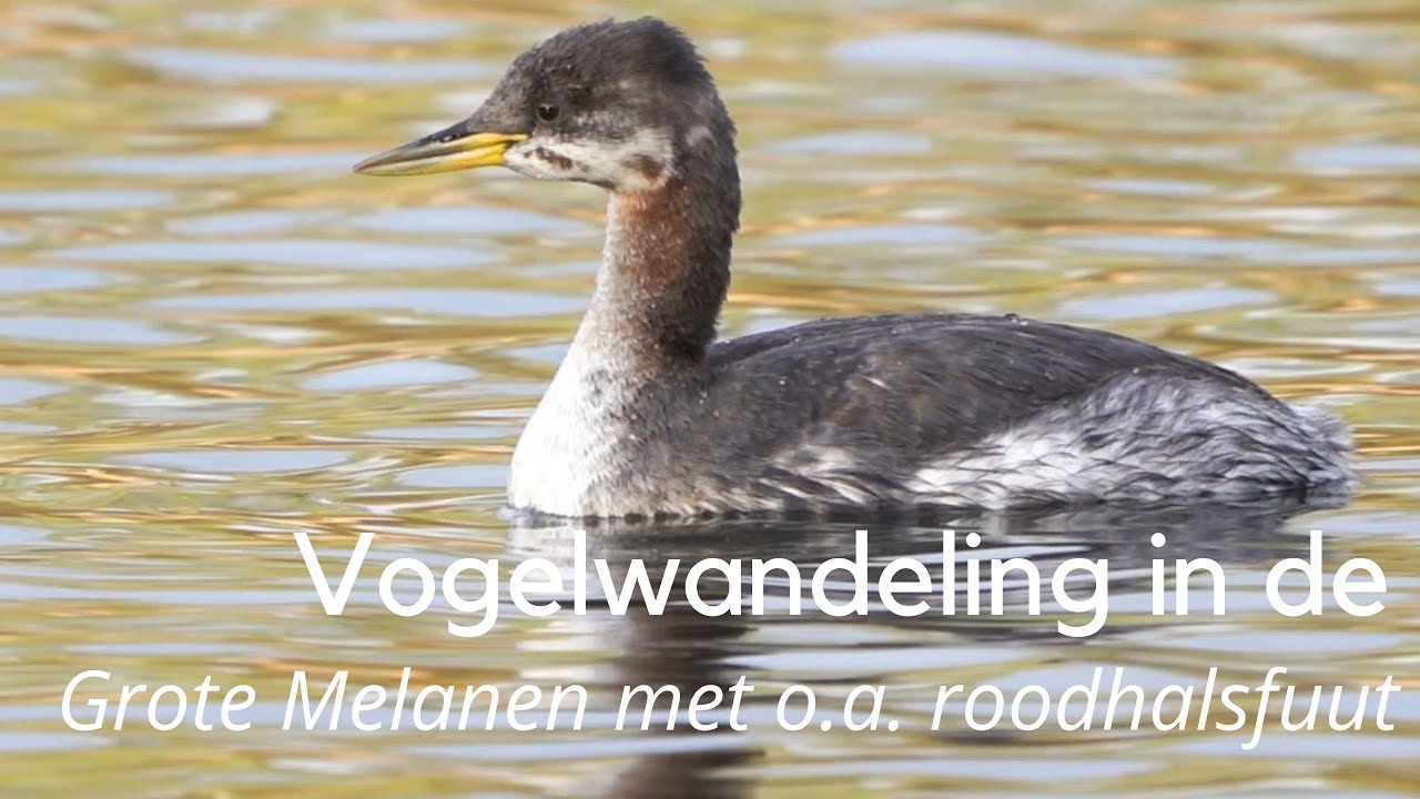 Vogelwandeling in de Grote Melanen met o.a. de roodhalsfuut #1404