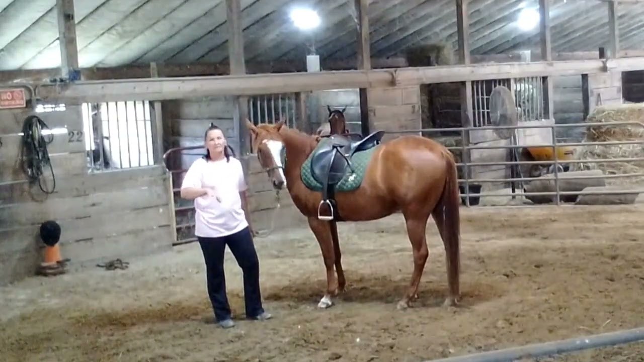 AN EXERCISE THAT CAN HELP A HORSE SEARCH FOR AN ANSWER OTHER THAN TO BOLT
