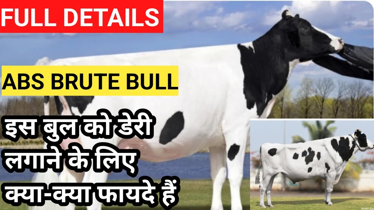 Abs brute bull #full #details/dairy farm jaunpur up/small dairy farm up ||