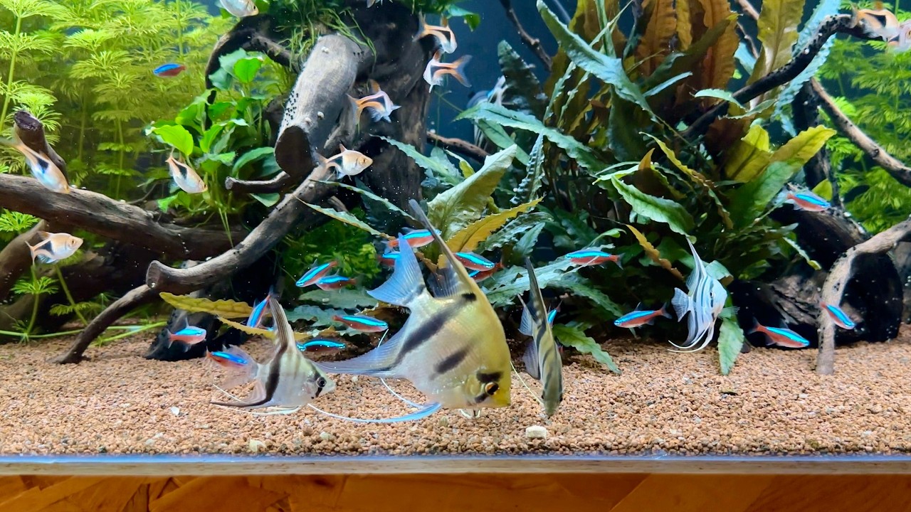 Angelfish Feeding – 1000L Planted Aquarium
