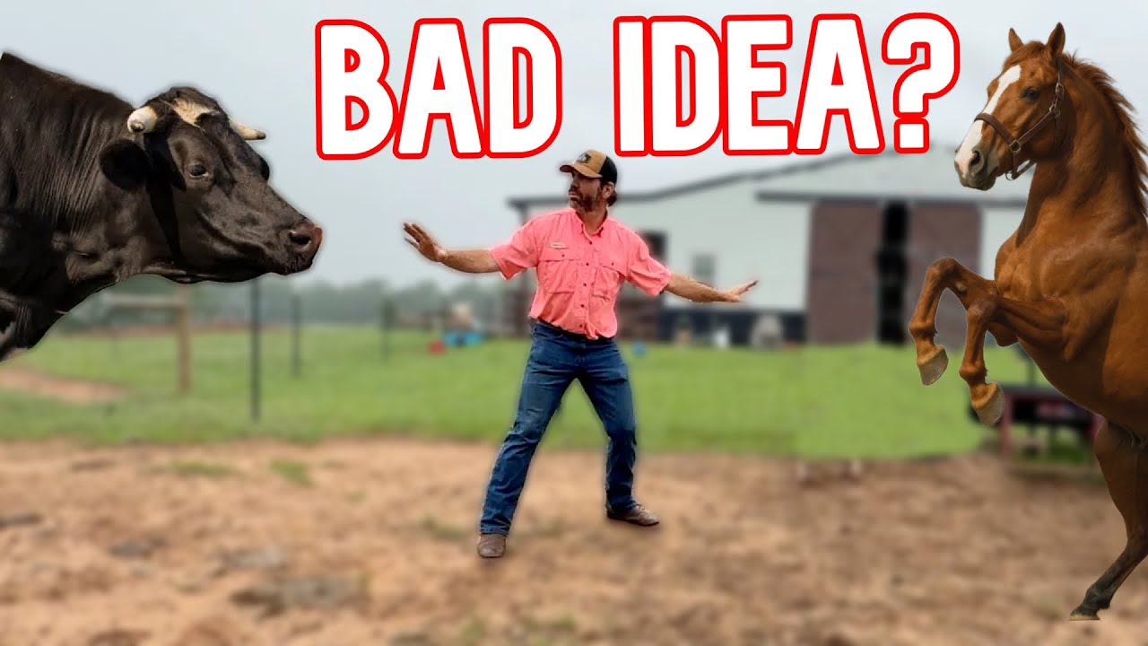 Was This a Mistake? (Horses Move in with Cows)