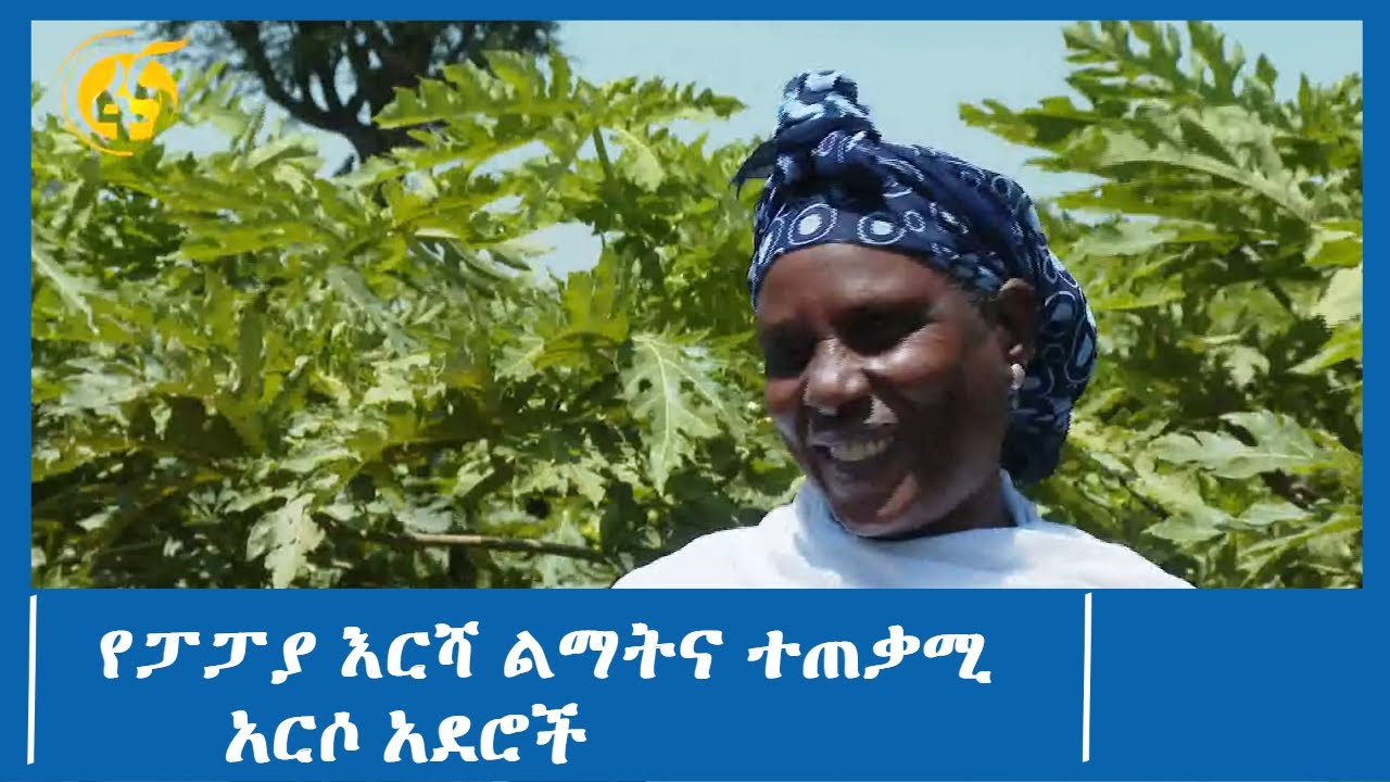 የፓፓያ እርሻ ልማትና ተጠቃሚ አርሶ አደሮች