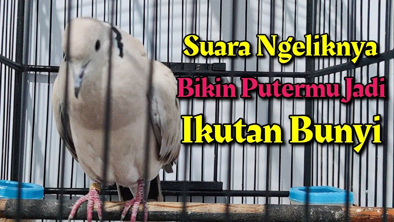 PUTER PELUNG GACOR SUARA NEKAN NGELIK UNTUK MELATIH PUTERMU AGAR IKUTAN NGELIK DIJAMIN AMPUH