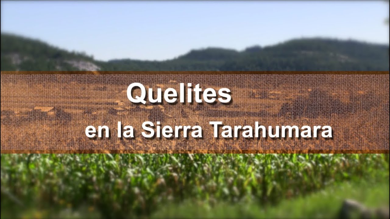 Quelites en la Sierra Tarahumara.