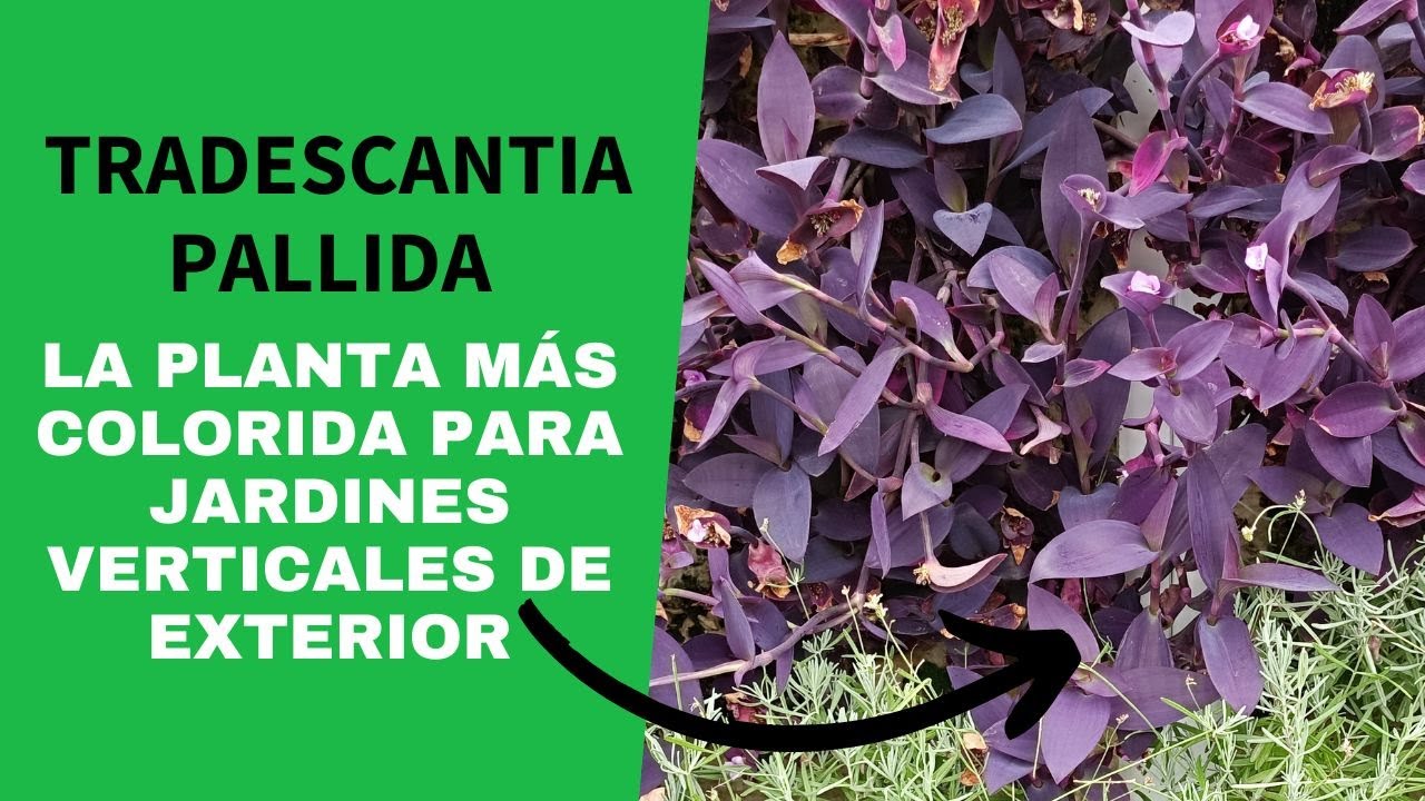 Tradescantia pallida: planta colorida e inmortal para los jardines de exterior