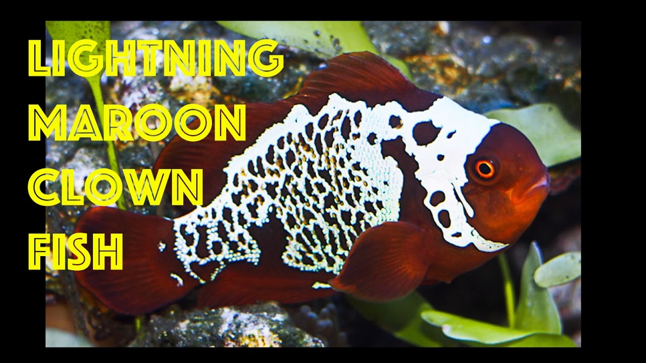Amazing Lightning Maroon Clownfish