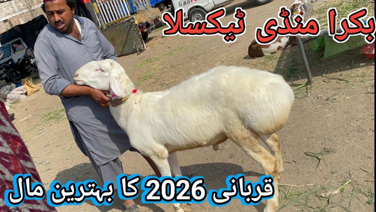 Bakra Mandi Taxila ka qurbani 2026 ka Mall