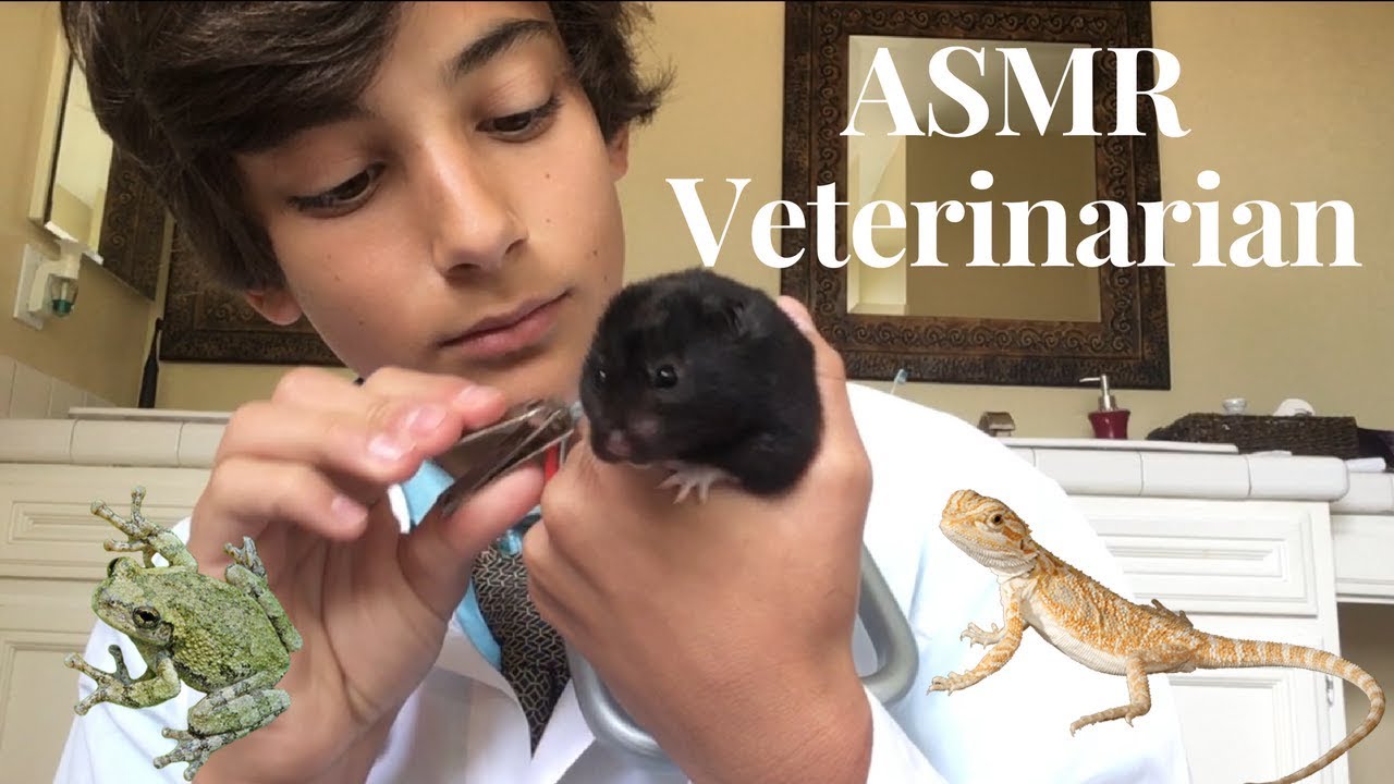 ASMR Veterinarian Pet Checkup