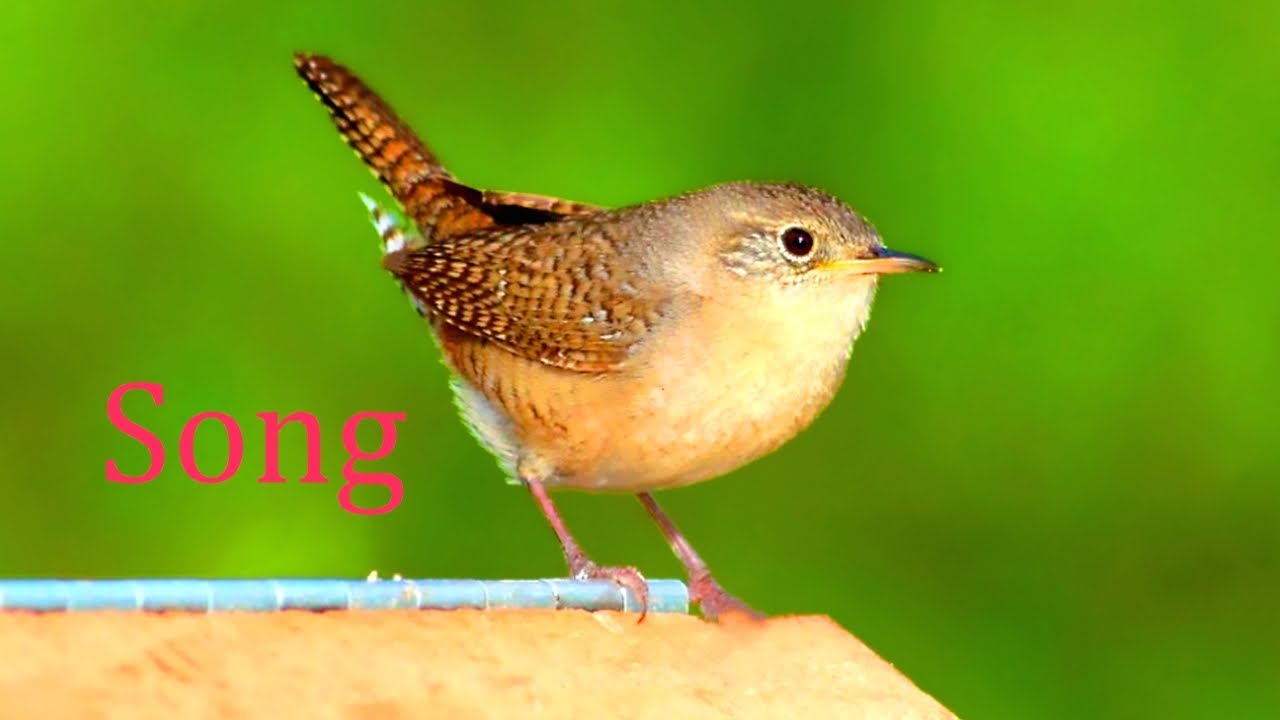 Singing House Wren.(Troglodytes aedon).