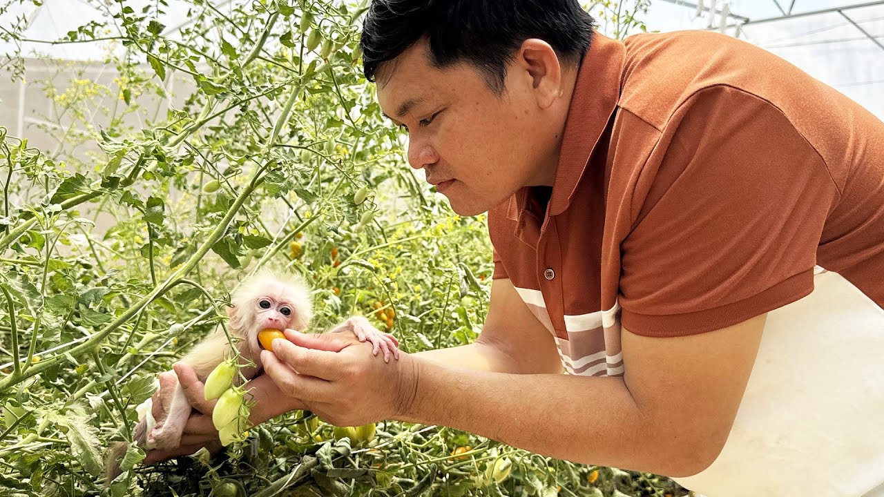 So cute! Monkey Kyo eats super delicious organic tomatoes
