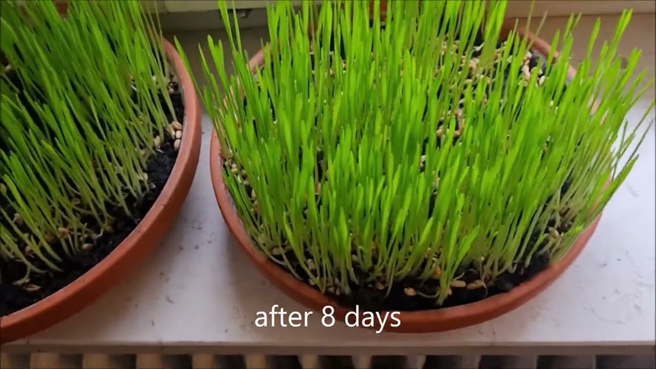 Planting wheatgrass in winter for quails..simply!