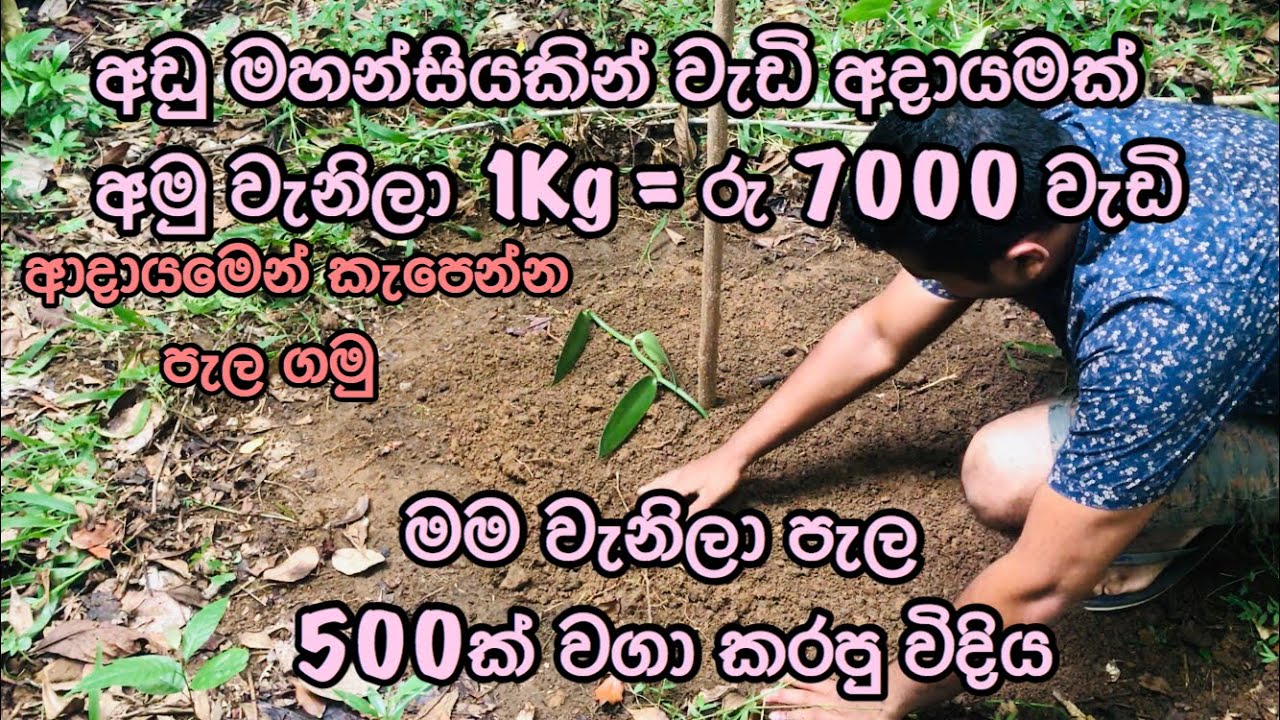 Vanilla cultivation in Sri Lanka | වැනිලා වගාව මුල සිටම | Ceylon Vanilla