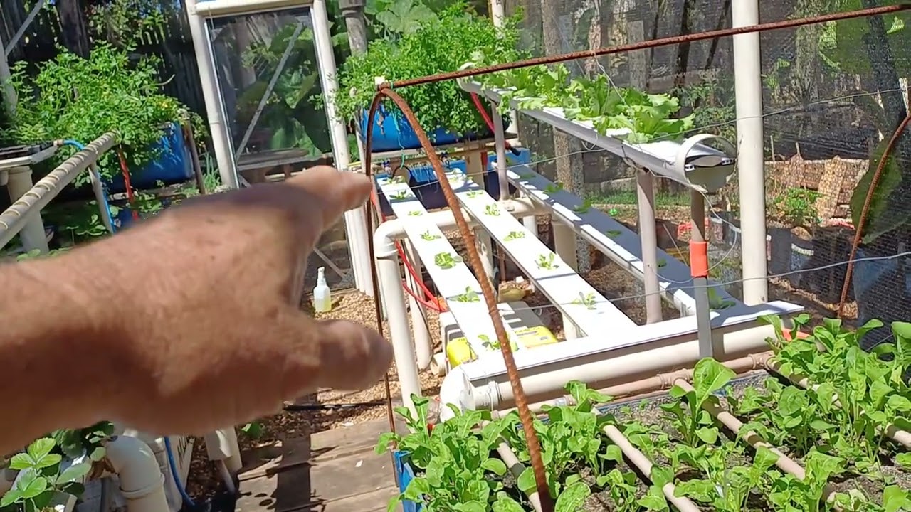 Hortaliças e morango plantado na aquaponia com biofertilizantes dicas importantes 