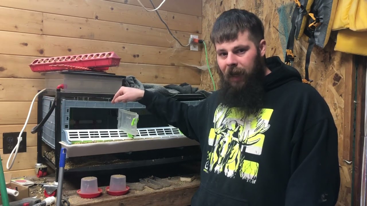 Everything Wrong with the Cimuka Quail Brooder