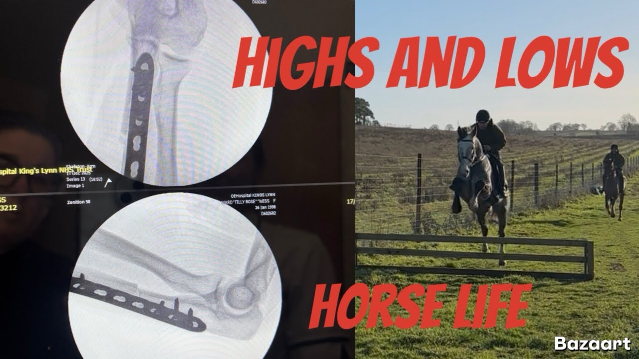 Life with horses 