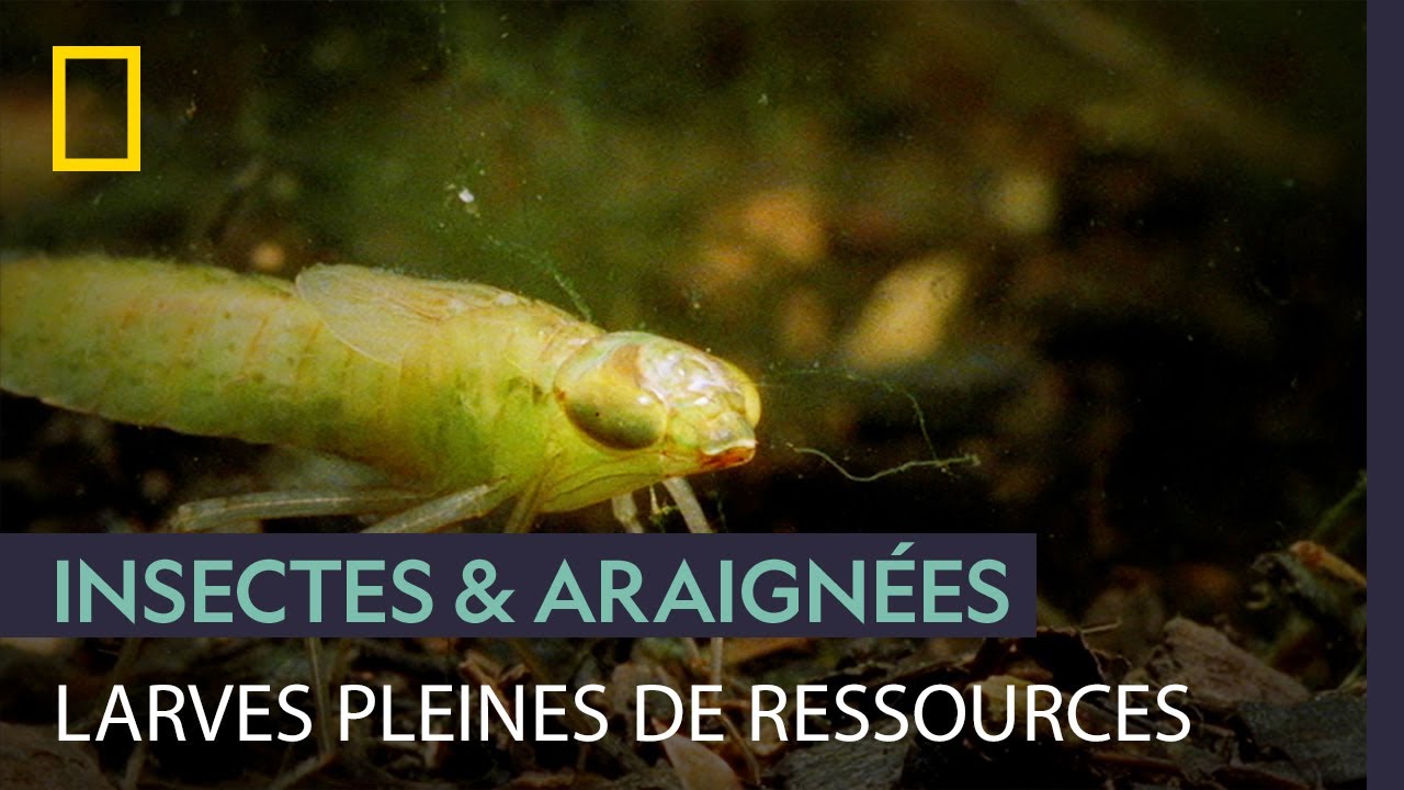 Les larves de libellules, fragiles mais d&eacute;j&agrave; capables de chasser et d&eacute;vorer des vert&eacute;br&eacute;s