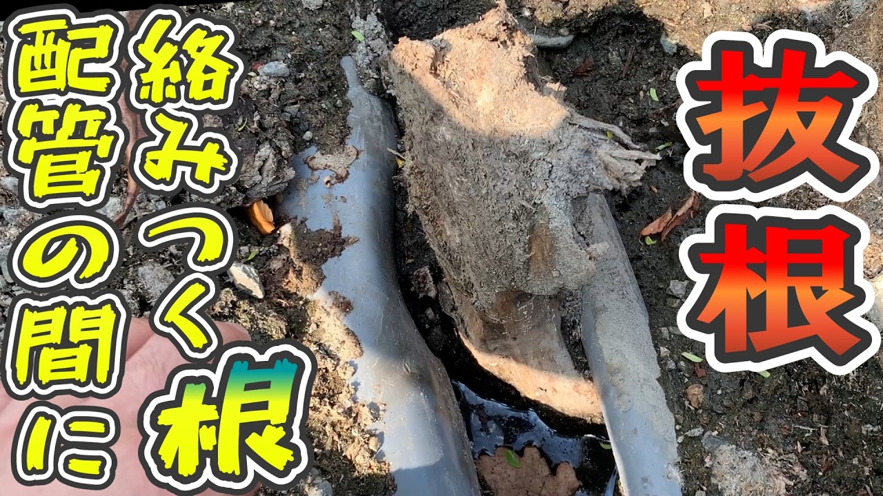 【 アンノーマル・ 丸太伐根 】え！パイプに根っこが巻き付いてる!? んなアホな!二本のパイプのド真ん中に根っこが!!? パニックホラー系DIY映画 第二弾 #庭木抜根 #DIY #植木抜根