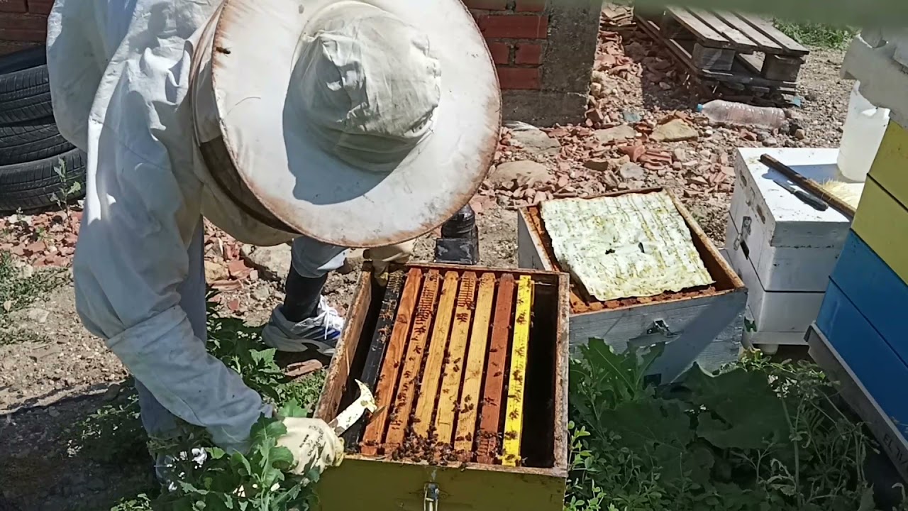 βγάζουμε βασίλισσα πάνω και κάτω από το διάφραγμα, αποτελέσματα