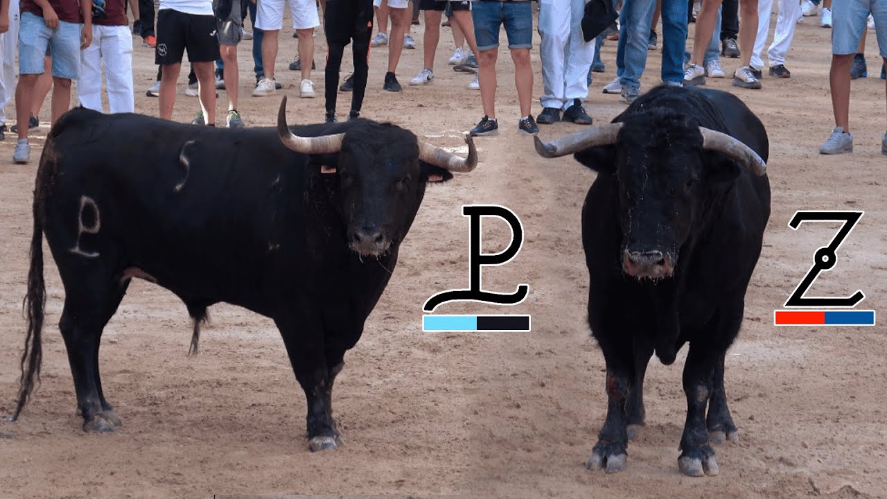 BETXÍ - 2 BUENOS TOROS DE ZALDUENDO Y ALCURRUCEN - 09-2025