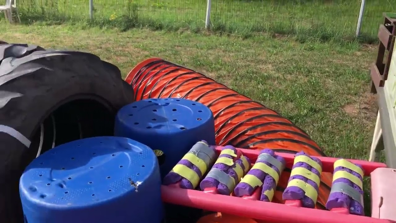 Hundeparadies - Slow-Motion-Agility! Klettern für mehr Selbstbewusstsein