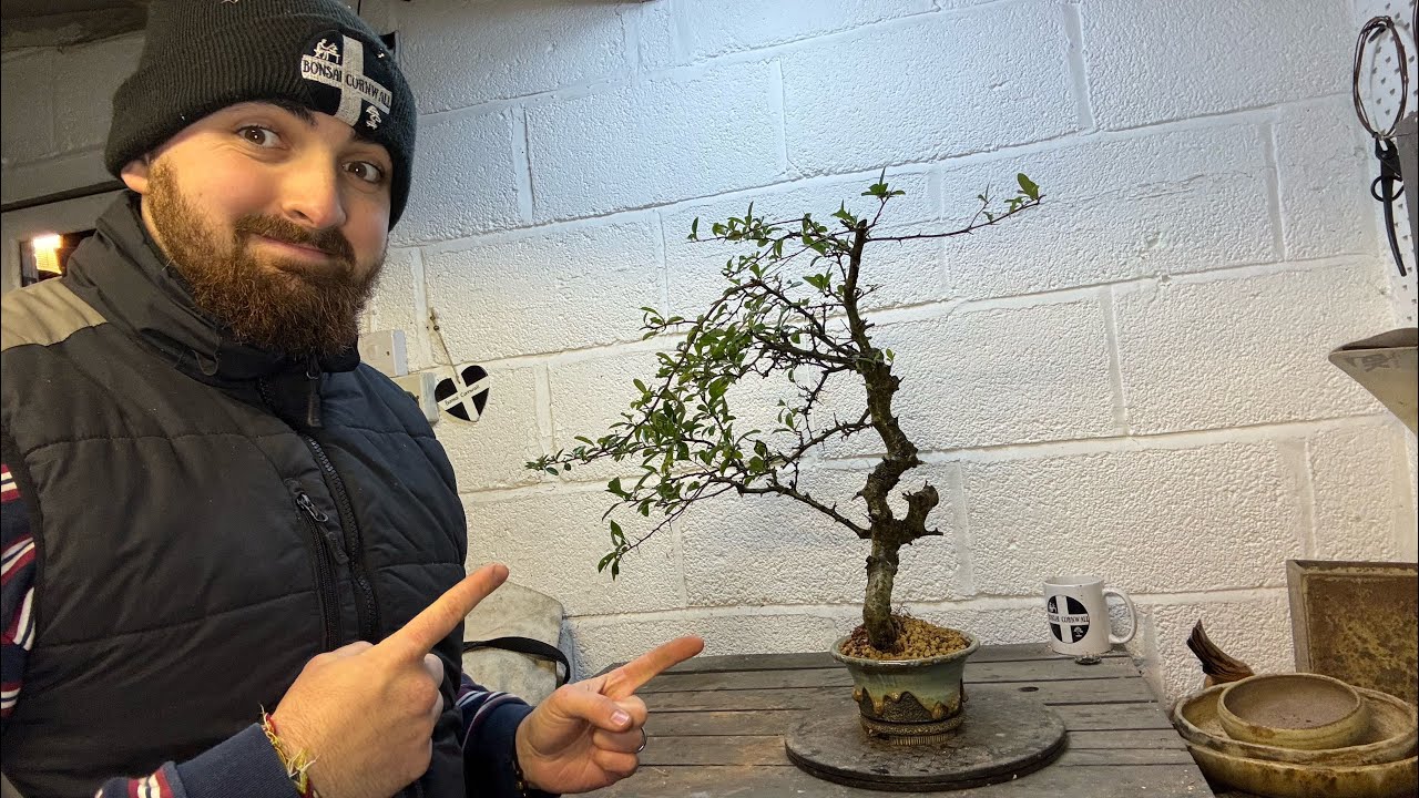 HNY 🥳 Literati Pyracantha Air Layer Bonsai Tree  