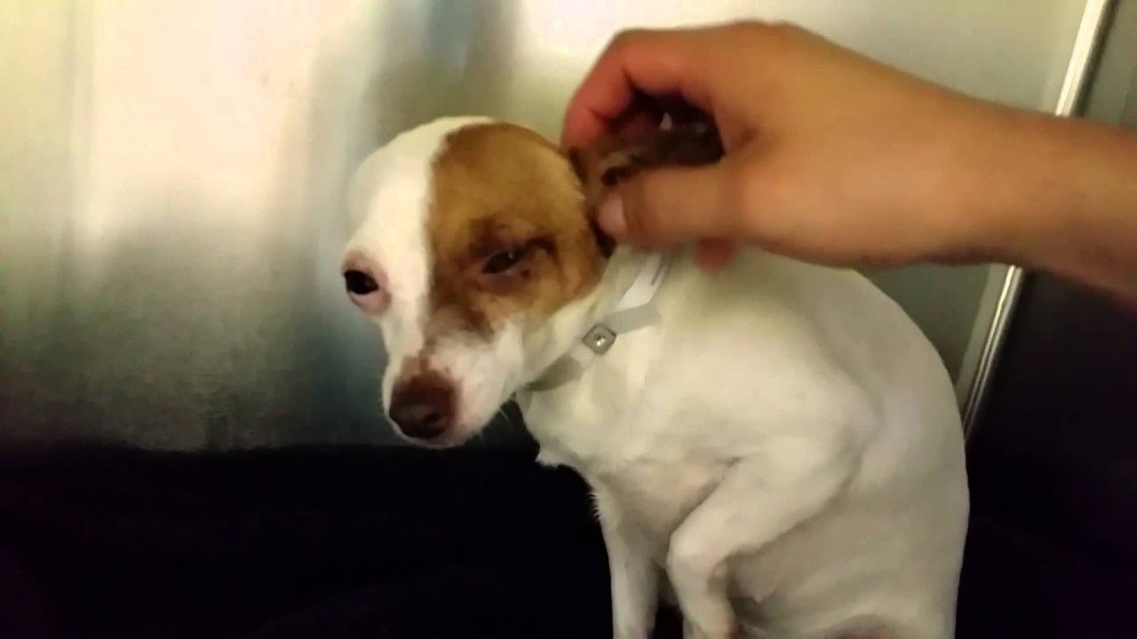 Chihuahua : Daisy 2 Year Old Female Chihuahua