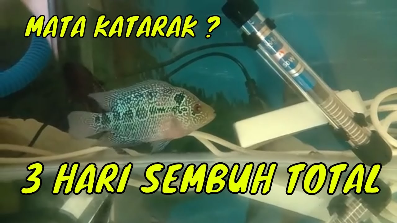 CARA MENGOBATI MATA KATARAK PADA IKAN LOUHAN - CEPAT DAN MUDAH