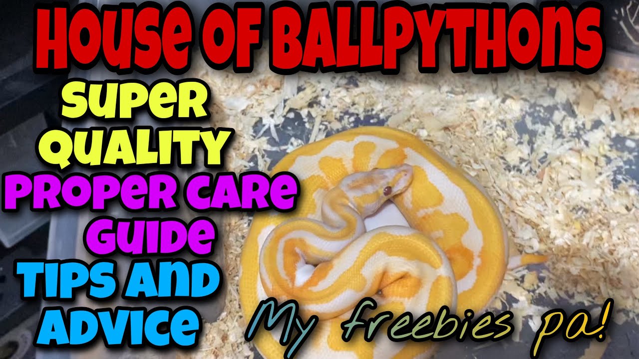 House of Ball Pythons:Proper CareGuide|Proper Handling|Tips and Advice!May Paregalo pa Saken!😱😱😱