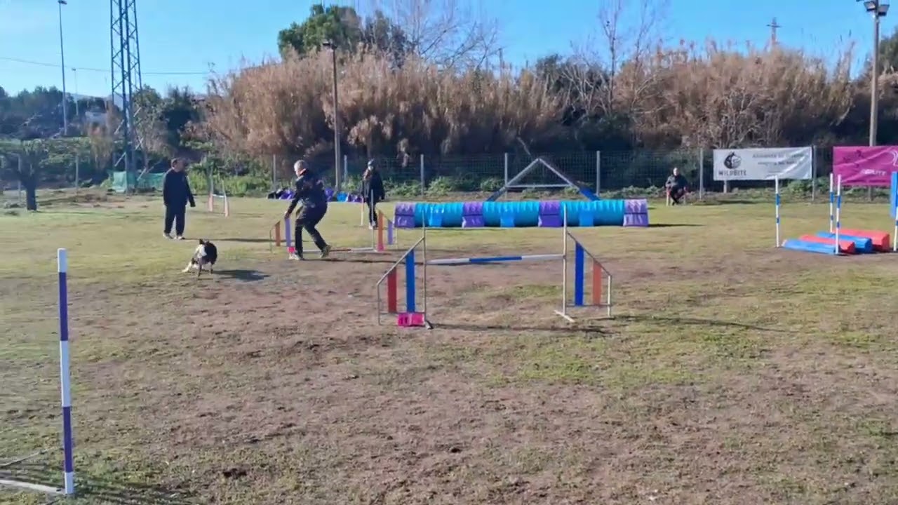 Chelsee RSCE Seven 8-02-26 Agility 1