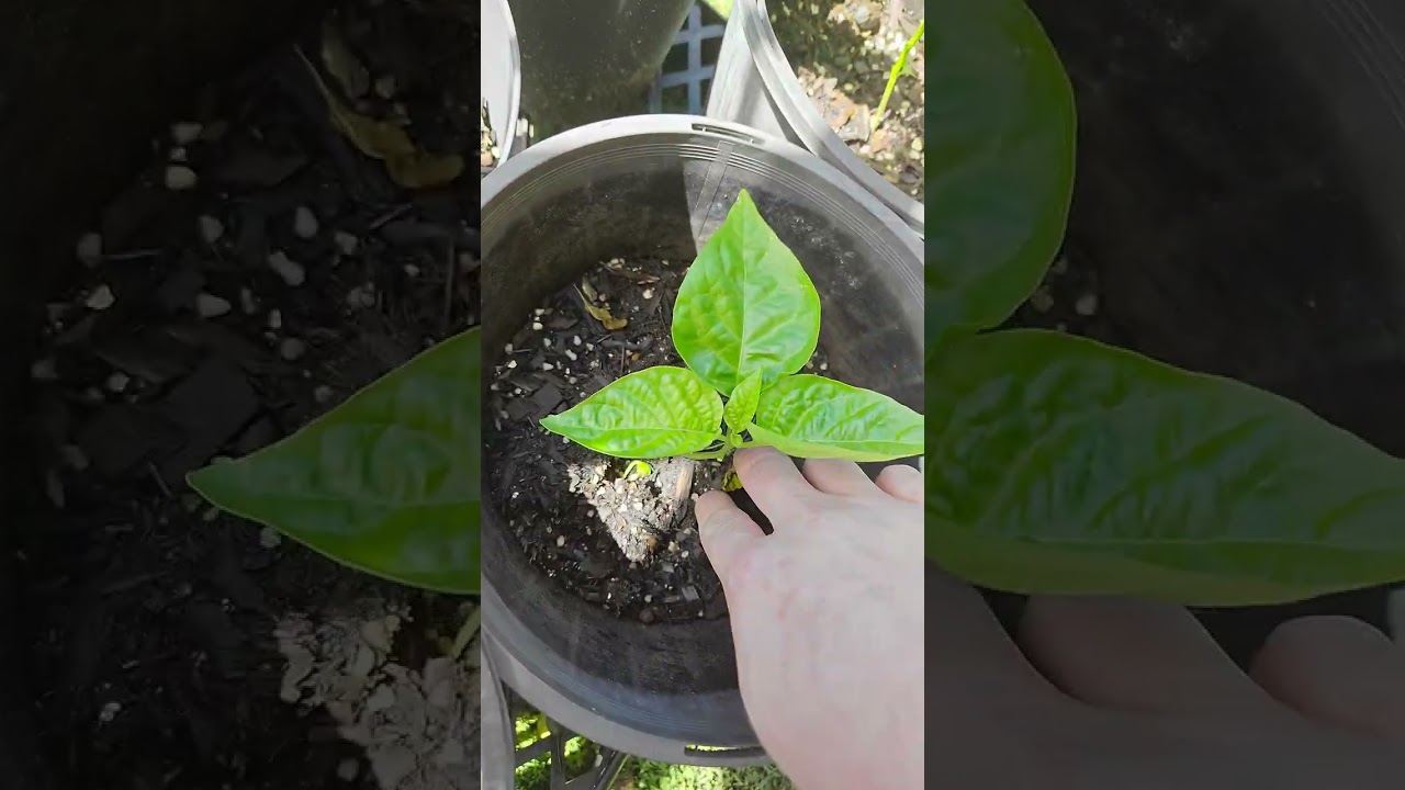 My chillis! 
