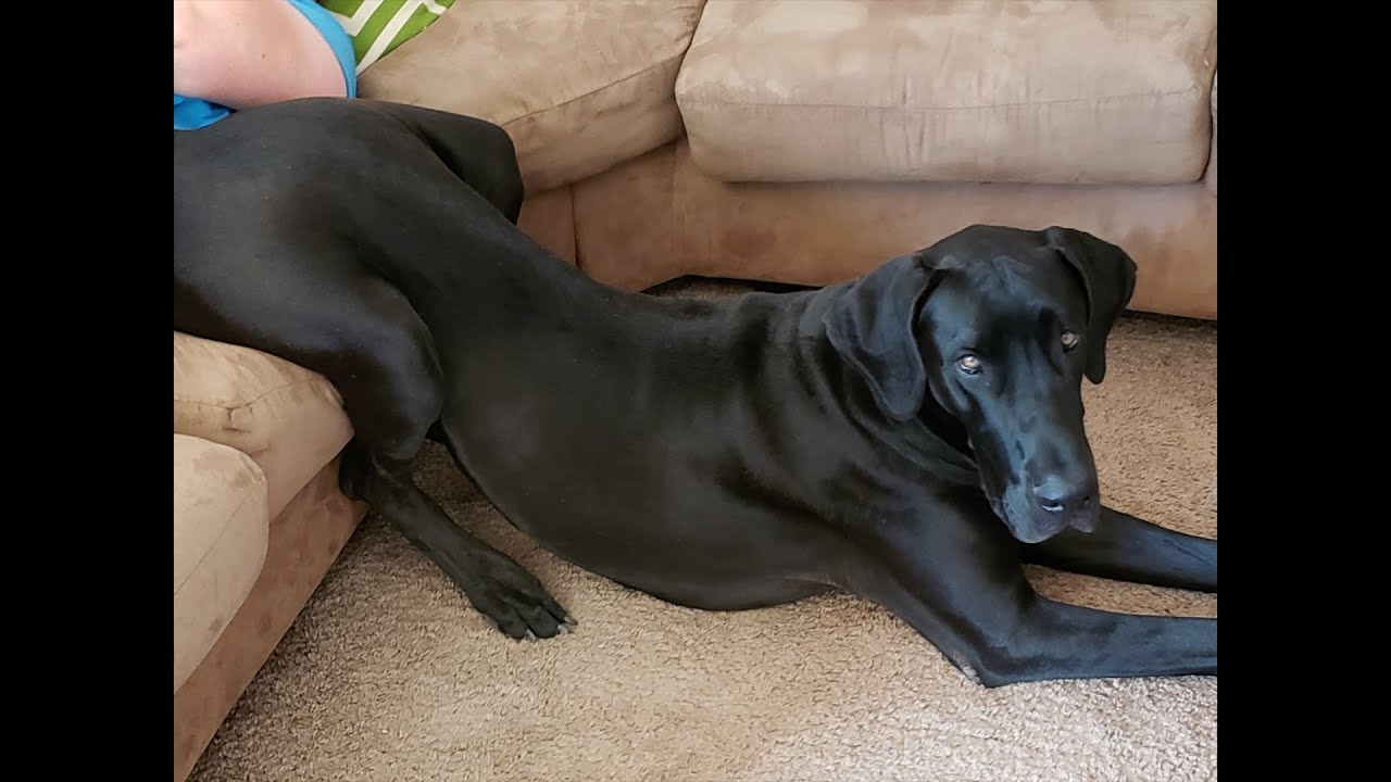 Remembering Addie, our Great Dane 💔
