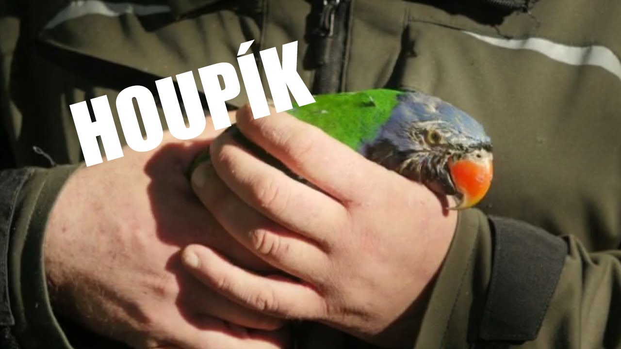 Houpík - představení člena papouščí rodiny