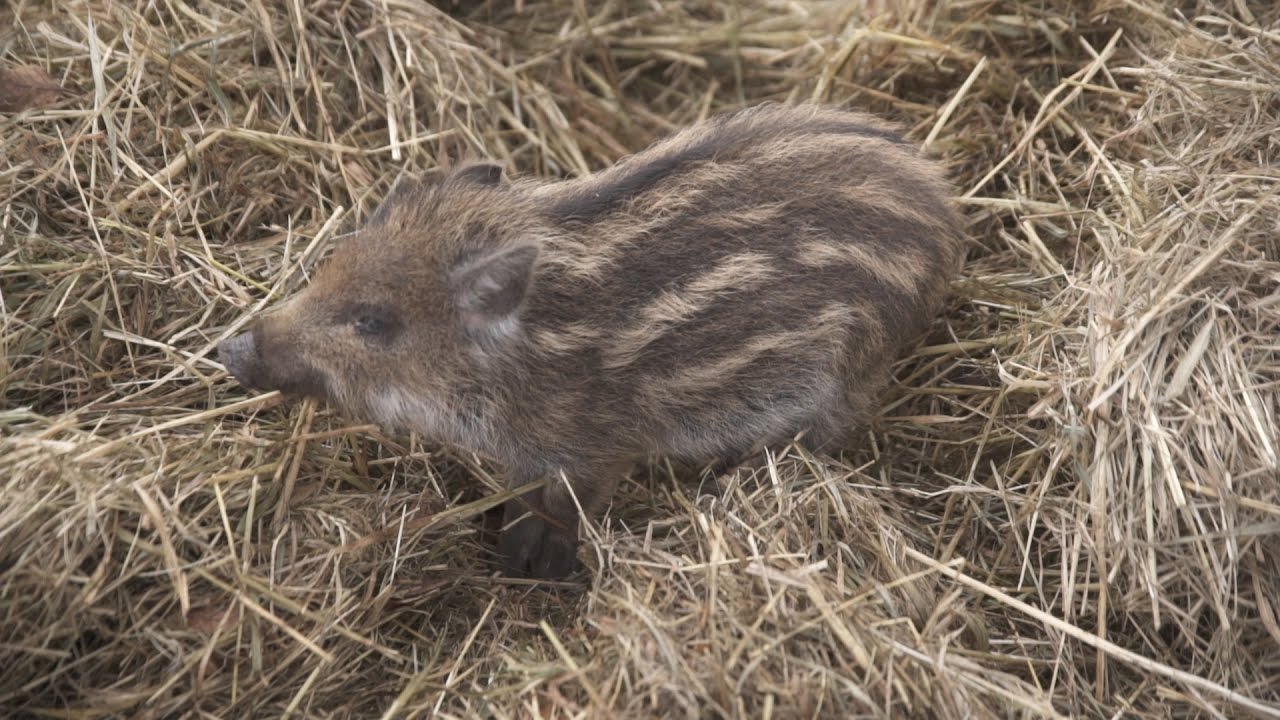 Wildschwein-Frischlinge: Sp&auml;ter Nachwuchs im Tiergehege Tannenberg