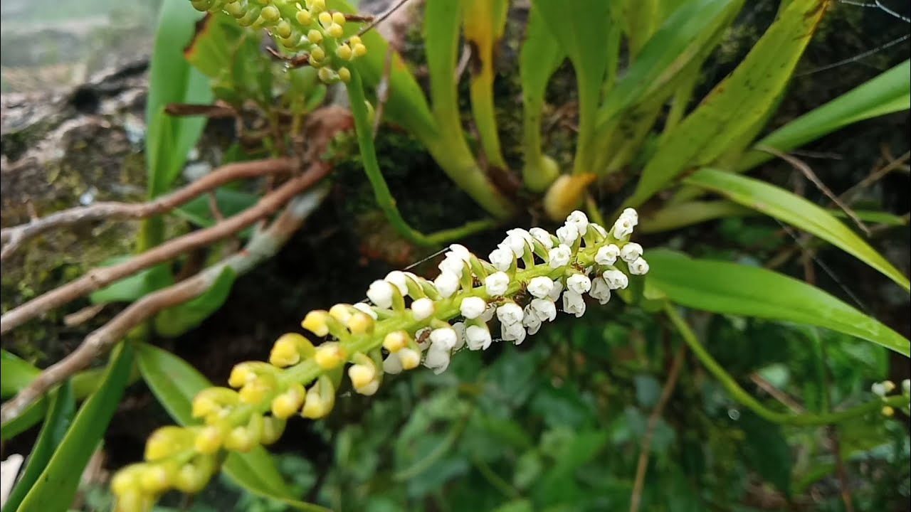 Trip to Jungle ; Berbagai Jenis Anggrek Hutan Di Lahan Kopi Robusta