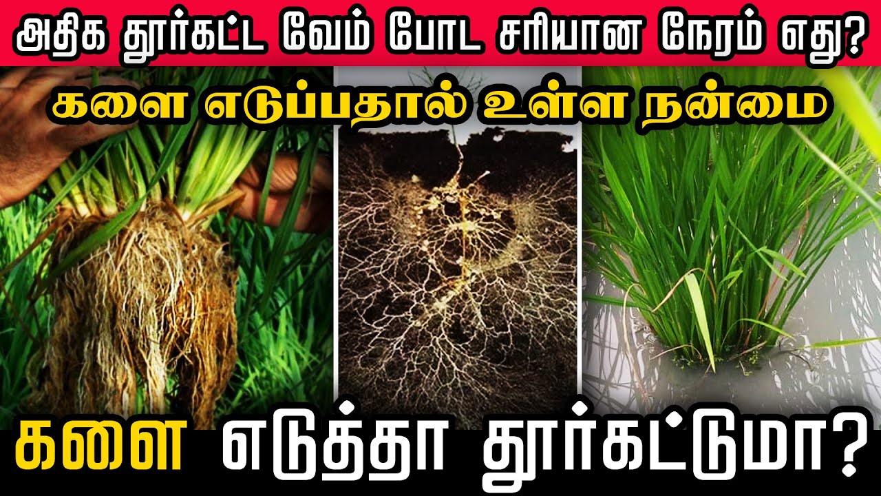 அதிக தூர்கட்ட எளிமையான வழி | நெல்லுக்கு வேம் எப்போ போடனும் ?| Vam Fungi | When should we apply Vam ?