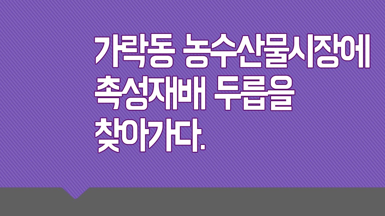 촉성재배 두릅을 찾아서 가락동 농수산물도매시장을 다녀 왔습니다.