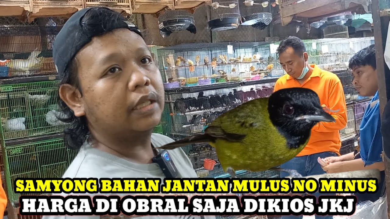 SAMYONG MULUS NO MINUS HARGA DI OBRAL SAJA!!UPDATE HARGA BURUNG DIKIOS JKJ PASAR BURUNG PRAMUKA