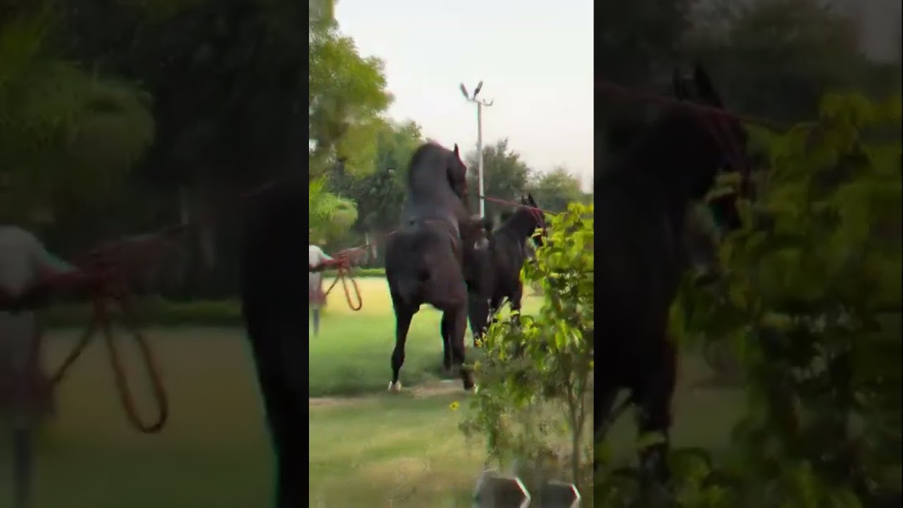 Kathiyawadi Horse breeding 🐎 #shorts #viralvideo #horse #kathiawadihorse #horselover