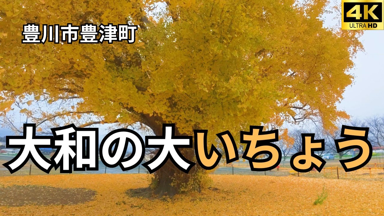 【豊川市豊津町】大和の大いちょう 2025【愛知の黄葉🍂】