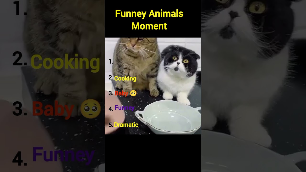Ranking Funniest Animals Moment 