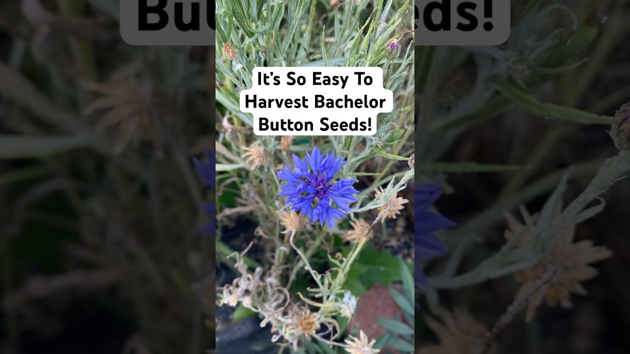 How To Harvest Bachelor Button Flower Seeds!