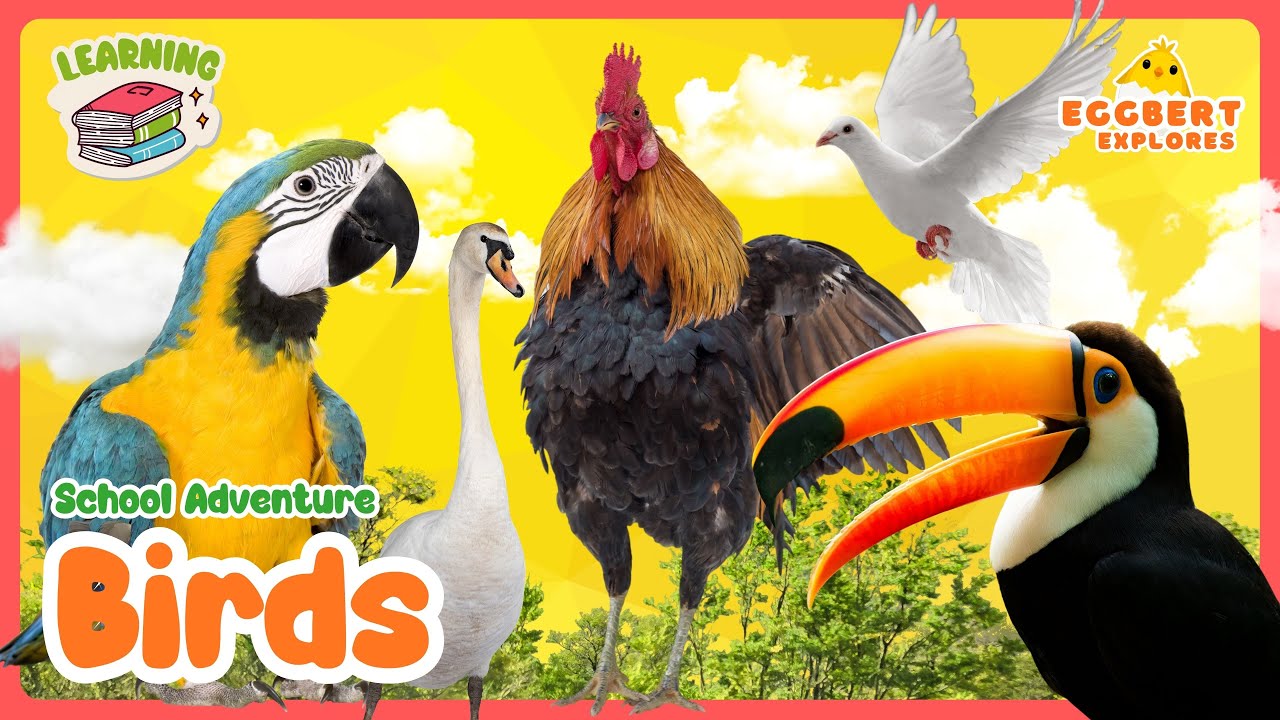 Guess the Animal Sound &ndash; Birds Edition | Fun Learning Game for Kids!
